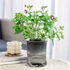 Grijs