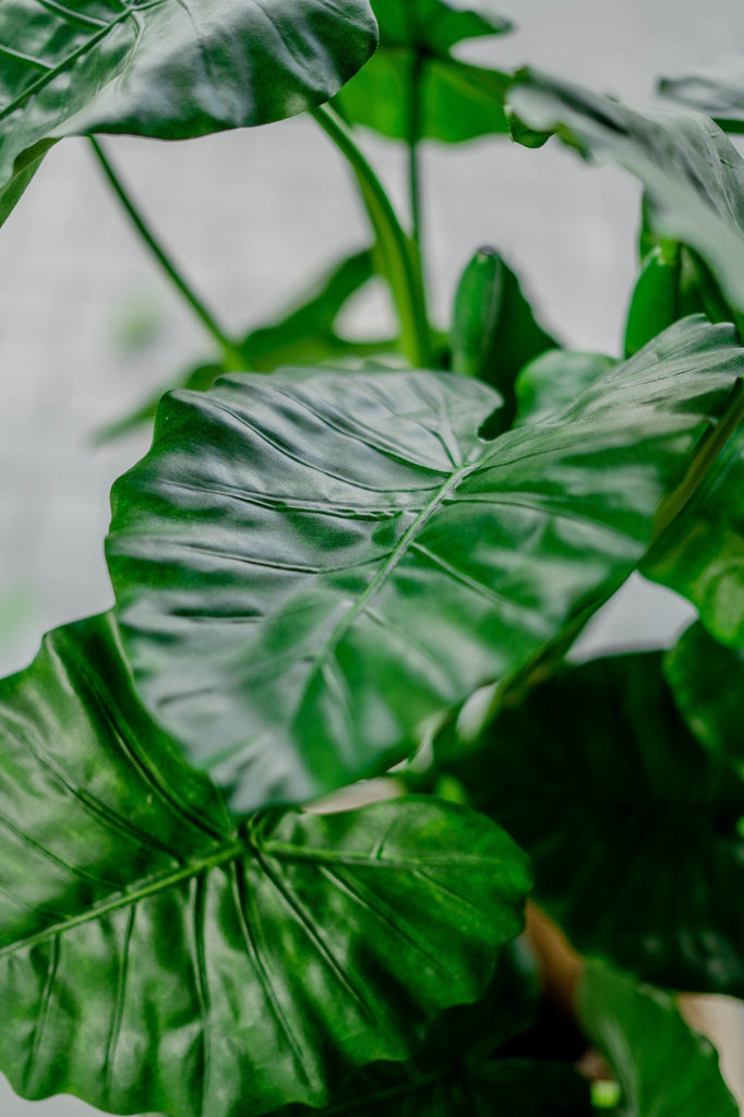 kunstplant alocasia 120 cm