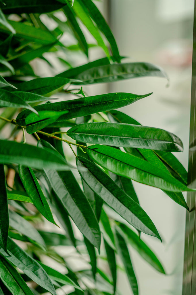 kunstplant longifolia royaal 180 cm