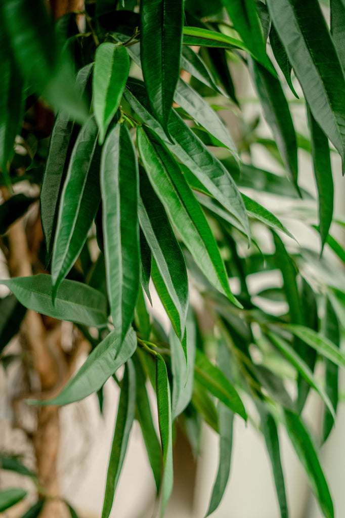 kunstplant longifolia royaal 180 cm